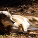 Image for article titled America's Forgotten Wolf Still Lives In North Carolina